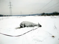 DSCN2340.webp