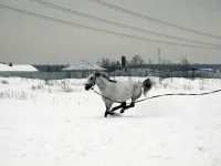 DSCN2366.webp