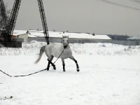DSCN2385.webp