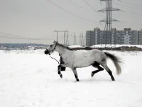DSCN2394.webp