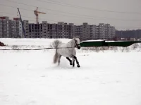DSCN2395.webp