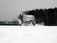 DSCN2432.webp