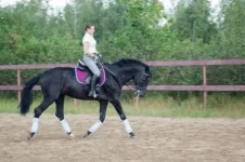 DSC03237.webp