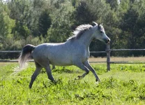 Czatabi 005 1.webp