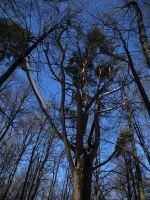 DSCN2544_1r.webp