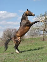 3.webp