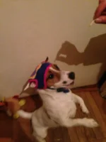 IMG-20130215-WA0003.webp