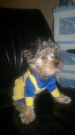 rUkyjDukyhg.webp