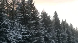 vNOIRafHHm4.webp