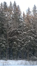 wIg1KL2JBrA.webp