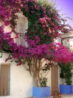 Bougainvillea01-001.webp