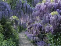 глициния_17.webp