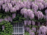 wisteria.webp