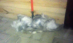 IMAG0324.webp