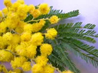 mimoza.webp