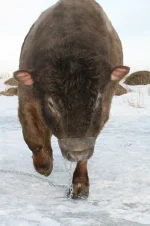 image.webp