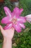 20190810_130525.jpg 20190810_130525.jpg