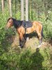 IMG-20190630-WA0001.jpg IMG-20190630-WA0001.jpg