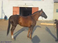 Рогдай2.webp