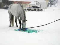 DSCN2638.webp