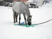 DSCN2640.webp