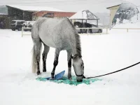 DSCN2643.webp