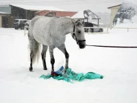 DSCN2648.webp