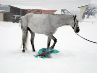 DSCN2654.webp