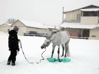 DSCN2698.webp