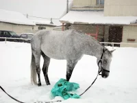 DSCN2703.webp