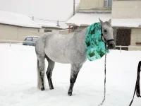 DSCN2706.webp