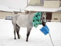 DSCN2715.webp