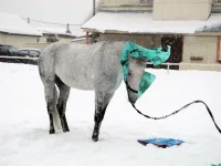 DSCN2718.webp