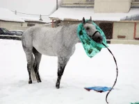 DSCN2719.webp