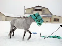 DSCN2725.webp