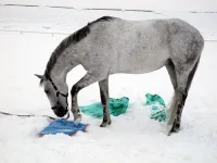 DSCN2734.webp