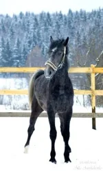 getImage (19).webp