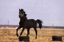 7GoKn2TrHjU.webp