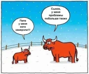 быки.webp