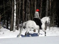 DSCN2856.webp