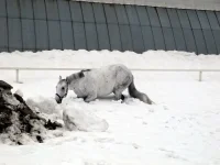 DSCN3164.webp