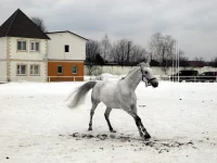 DSCN3177.webp