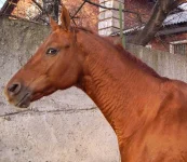 буран (66).webp