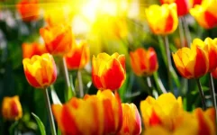 solnechnie-tulpani.webp