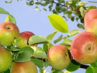 hq-wallpapers_ru_food_8417_1024x768[1].webp