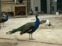 S6302693.webp