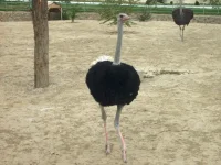 S6302735.webp