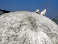 DSCN3470.webp