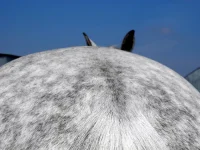 DSCN3471.webp