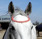 DSCN3872.webp